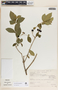 Rauvolfia tetraphylla image