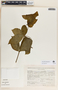 Rauvolfia tetraphylla image