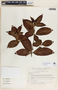 Rauvolfia tetraphylla image