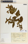 Rauvolfia tetraphylla image