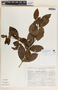 Rauvolfia tetraphylla image