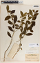Rauvolfia tetraphylla image