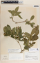 Rauvolfia tetraphylla image