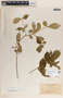 Rauvolfia tetraphylla image