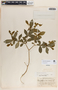 Rauvolfia tetraphylla image
