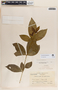 Rauvolfia tetraphylla image