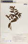 Rauvolfia tetraphylla image