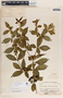 Rauvolfia tetraphylla image