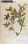 Rauvolfia tetraphylla image