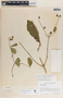 Rauvolfia tetraphylla image