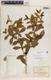 Rauvolfia tetraphylla image