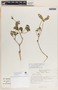 Rauvolfia tetraphylla image
