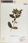 Rauvolfia tetraphylla image