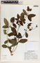 Rauvolfia tetraphylla image