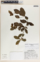 Rauvolfia tetraphylla image