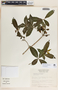 Rauvolfia tetraphylla image