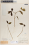 Rauvolfia tetraphylla image