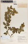 Rauvolfia tetraphylla image