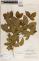 Rauvolfia tetraphylla image