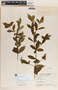 Rauvolfia tetraphylla image