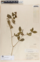 Rauvolfia tetraphylla image