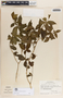 Rauvolfia tetraphylla image