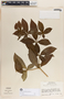 Rauvolfia tetraphylla image