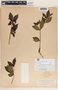 Rauvolfia tetraphylla image