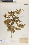 Rauvolfia tetraphylla image
