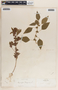 Acalypha virginica image