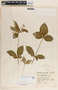 Rauvolfia viridis image