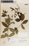 Rauvolfia tetraphylla image