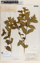 Rauvolfia tetraphylla image