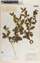 Rauvolfia tetraphylla image