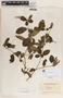 Rauvolfia tetraphylla image