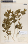 Rauvolfia tetraphylla image
