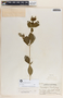 Rauvolfia tetraphylla image