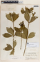Rauvolfia tetraphylla image