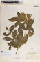Rauvolfia tetraphylla image