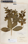 Rauvolfia tetraphylla image