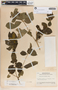 Rauvolfia tetraphylla image