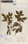 Rauvolfia tetraphylla image