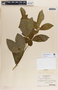 Rauvolfia tetraphylla image