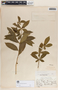Rauvolfia tetraphylla image