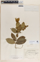 Rauvolfia tetraphylla image