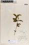 Rauvolfia tetraphylla image