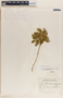 Rauvolfia tetraphylla image