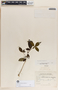 Rauvolfia tetraphylla image