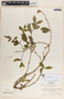 Rauvolfia tetraphylla image