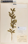 Rauvolfia tetraphylla image